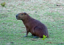 Capybara - Pantanal - Brésil